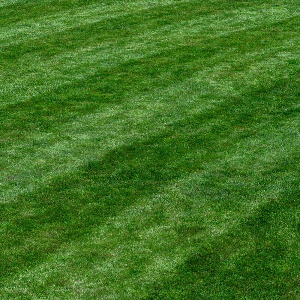 Freshly mowed lawn with alternating light and dark green stripes